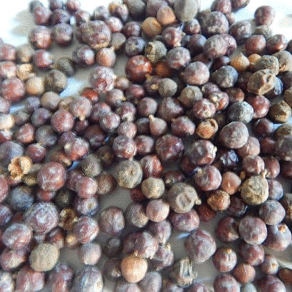 Urancia® Abhal Dried Juniper Berry Juniprus Communis Hayabusa Hauber with seed